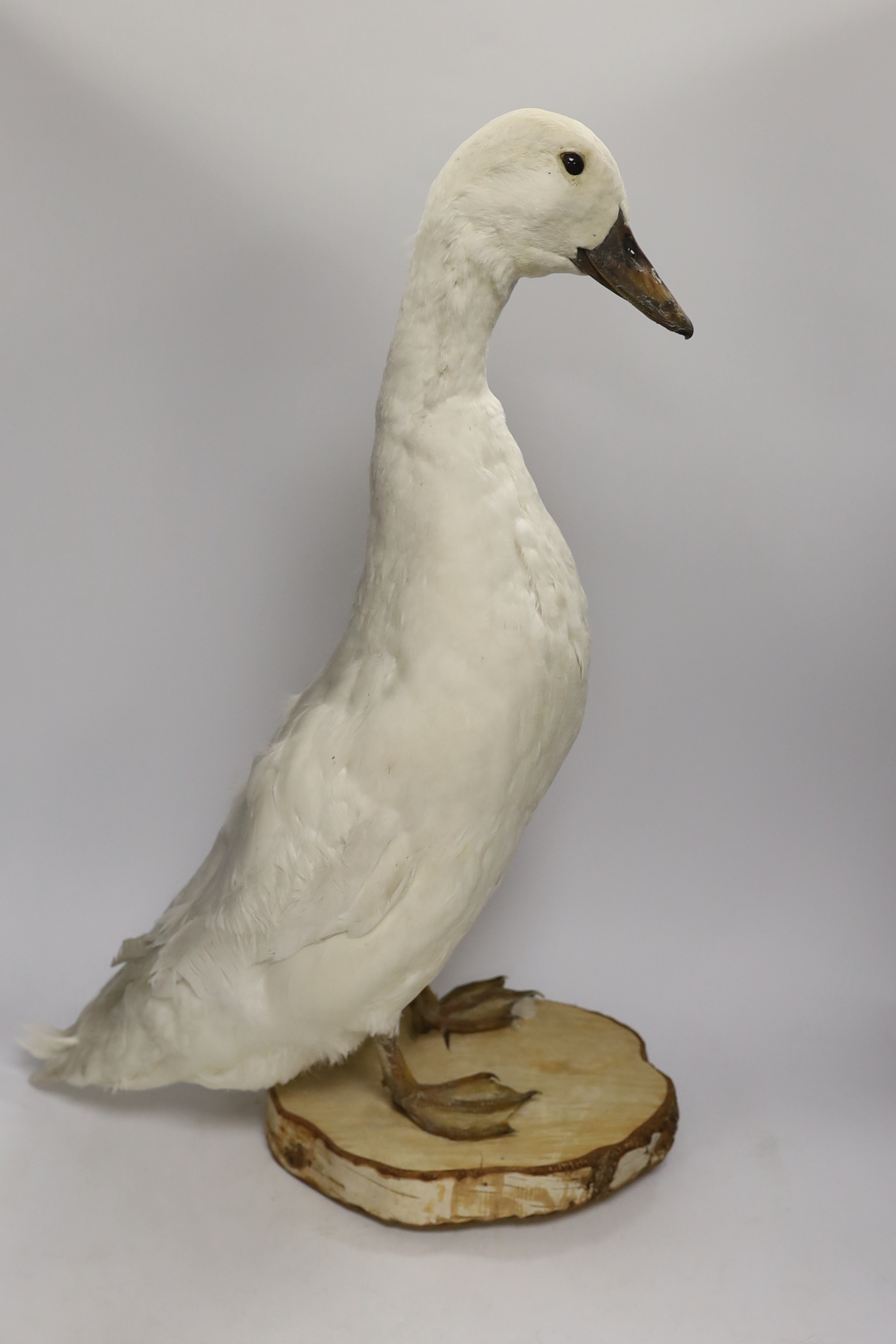 A taxidermy Indian runner duck, 60cm